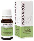 Olejek eteryczny z eukaliptusa mentolowego 10 ml