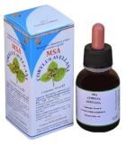 Msa Corylus Pąki z orzechów laskowych 50 ml